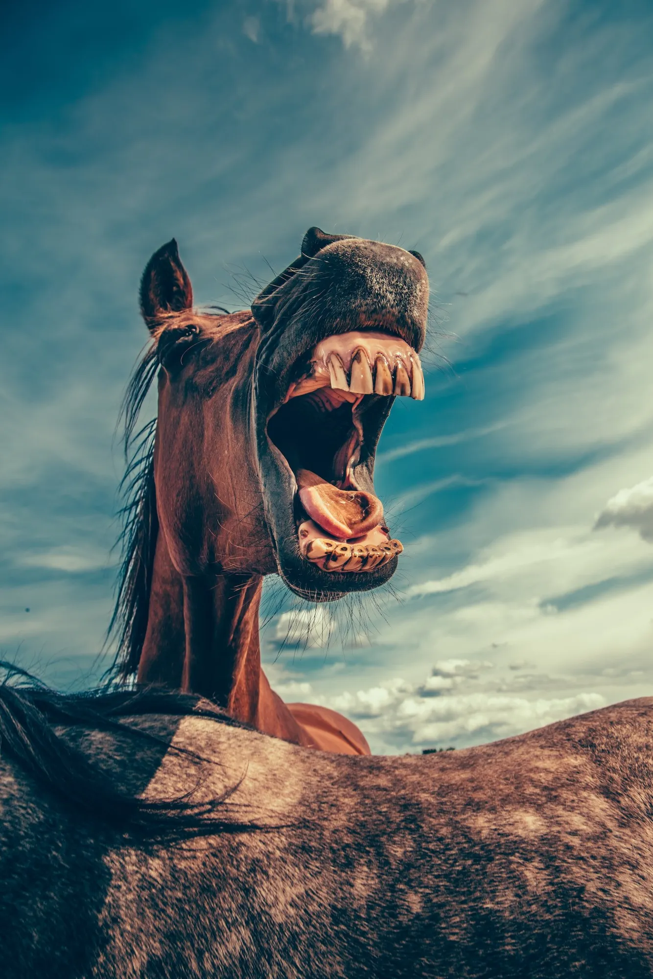 Stand up comedy (long face)
