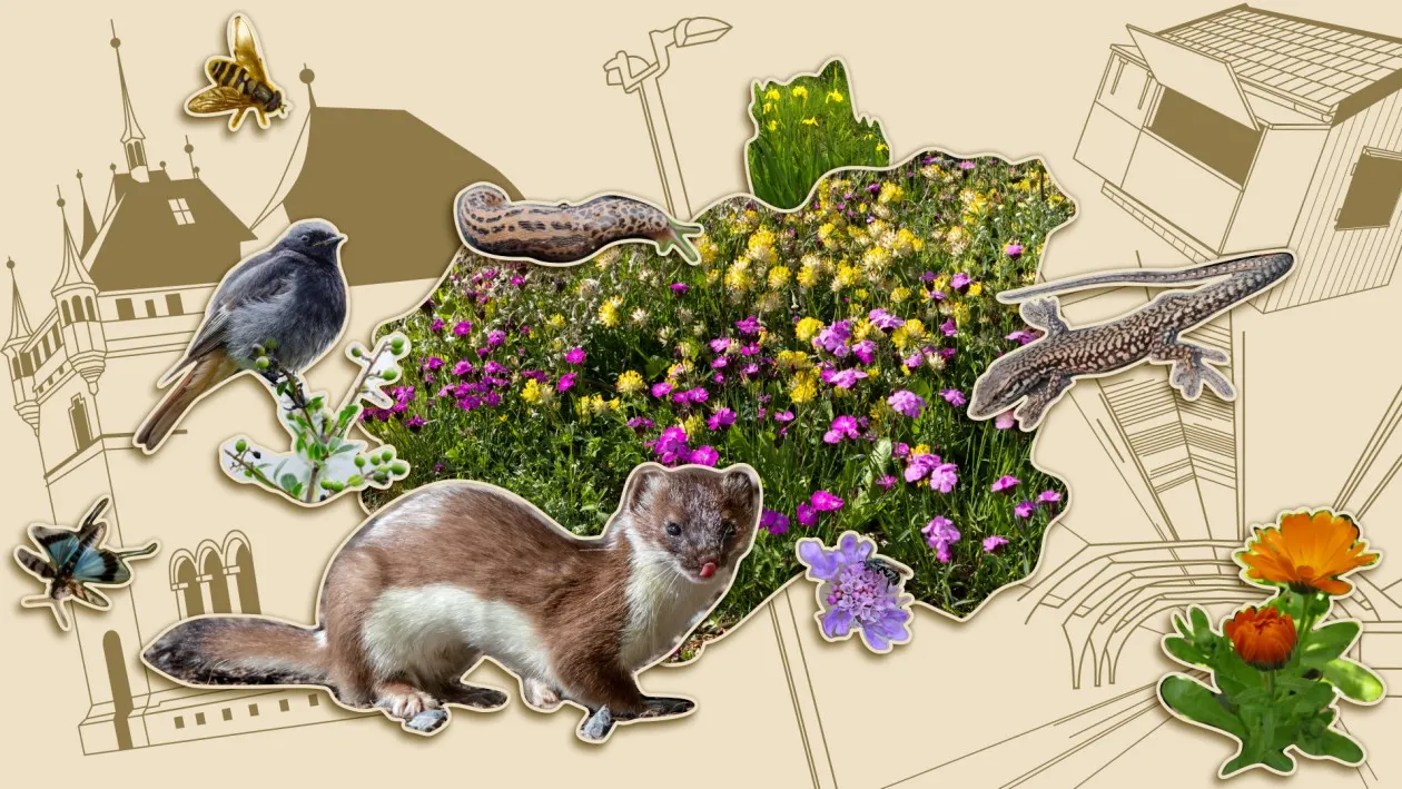 Ausstellung: Vernetzte Natur – Lebenswerte Stadt